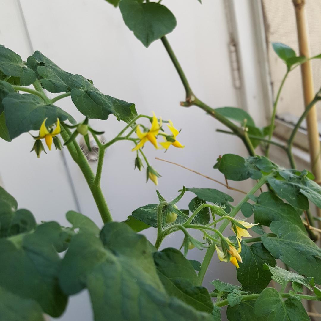 Blossoms & Fruit on RR Tomato.jpg