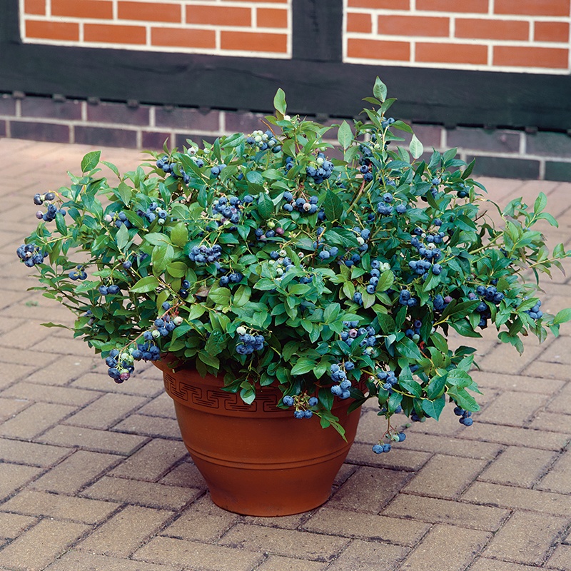BLU-037z.jpg