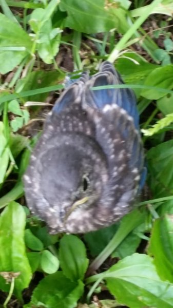 blue bird.jpg