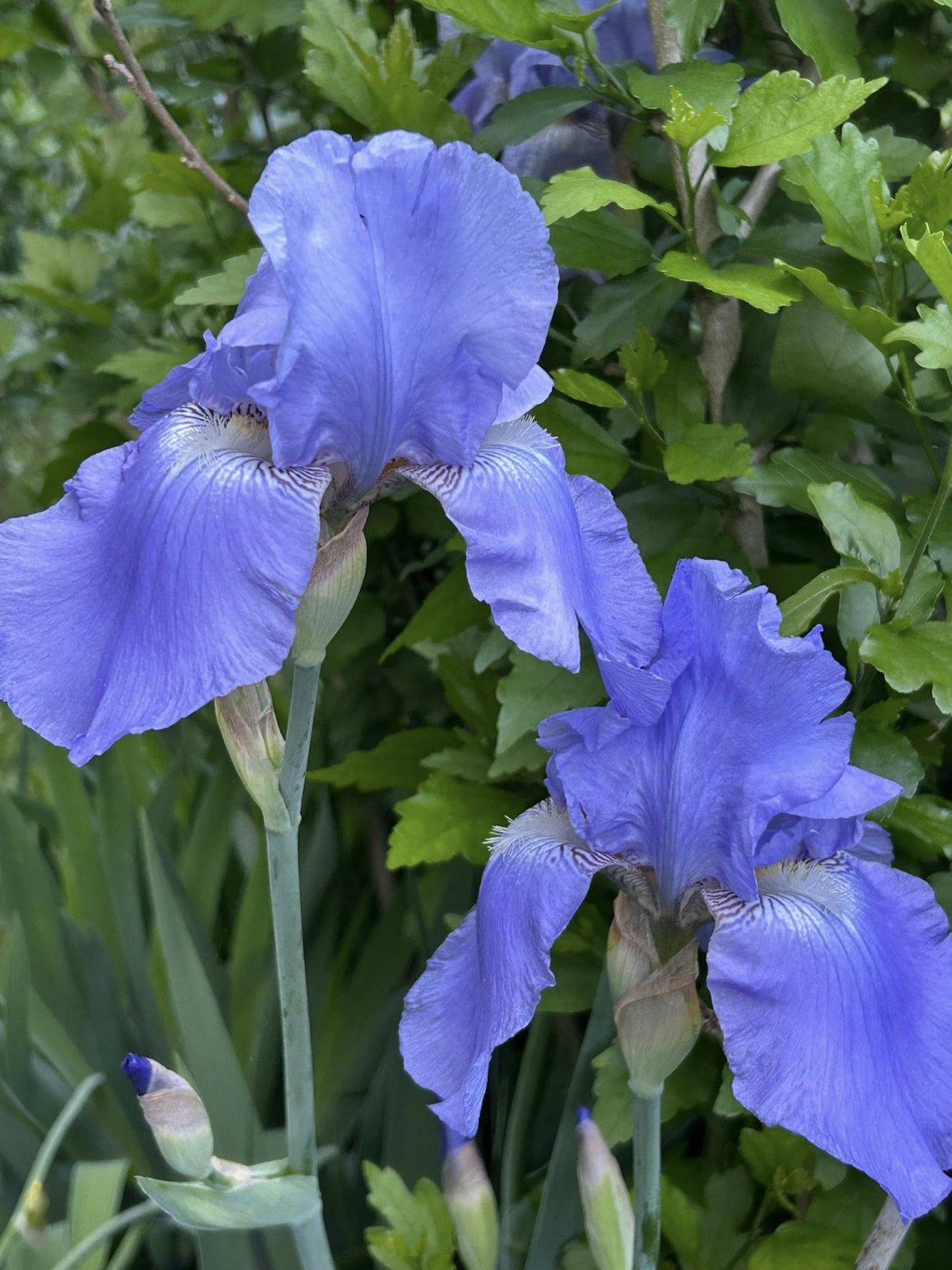 blue irises.jpg