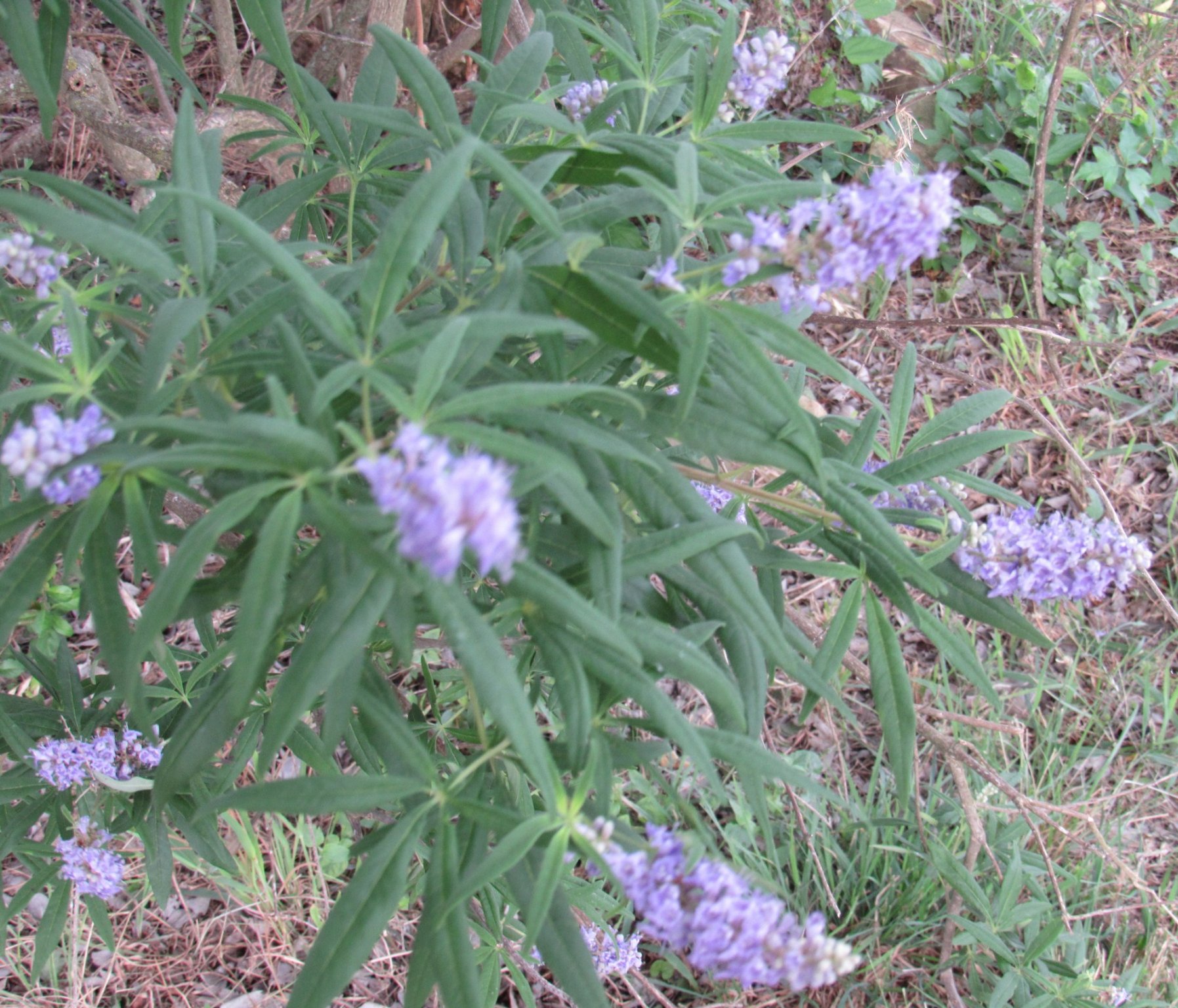 blue vitex.jpg