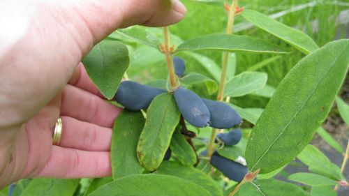 boreal berries.JPG