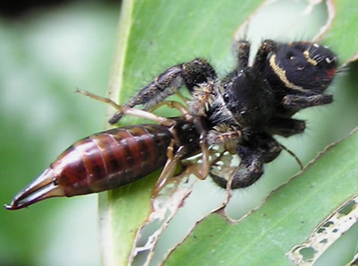 Boreal Earwig.jpg