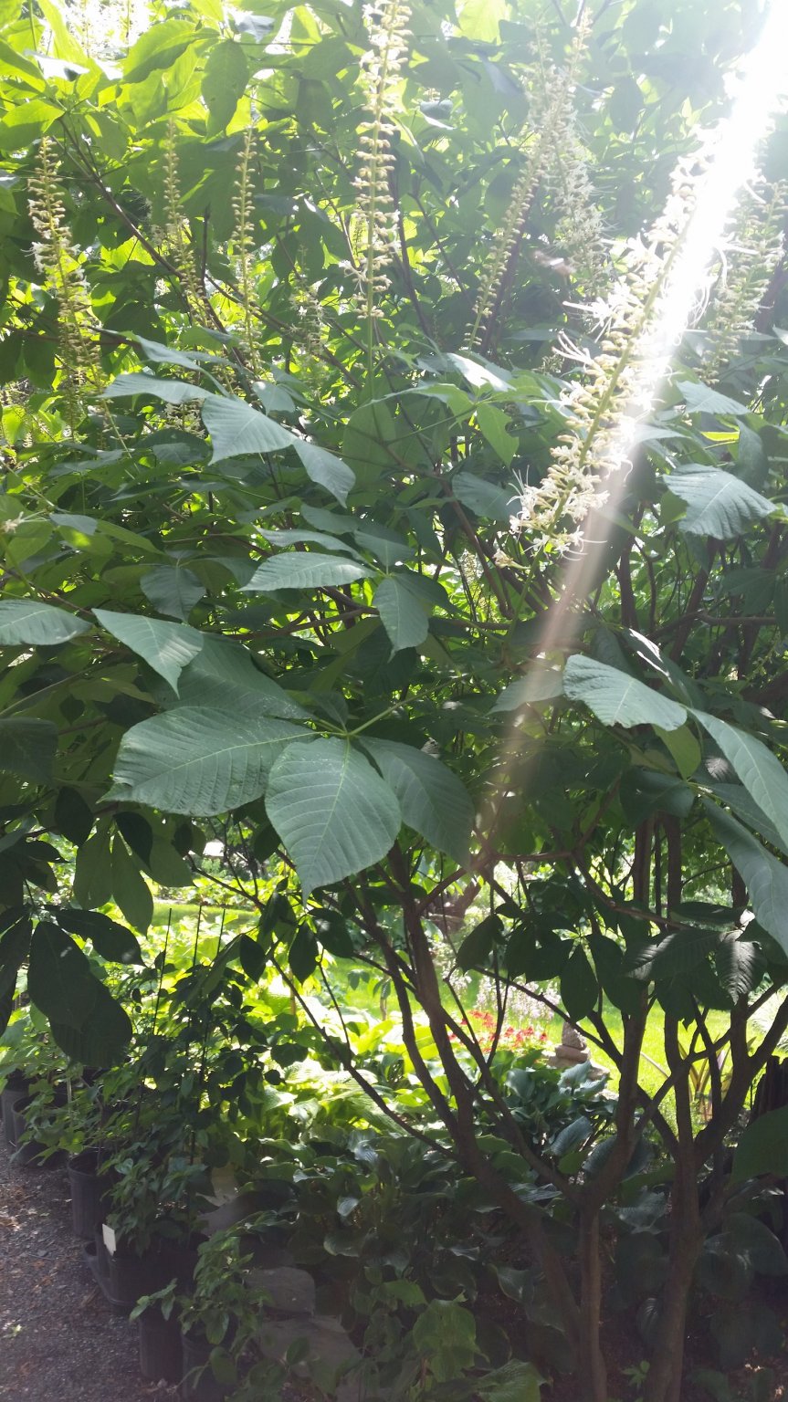bottle brush buckeye1.jpg