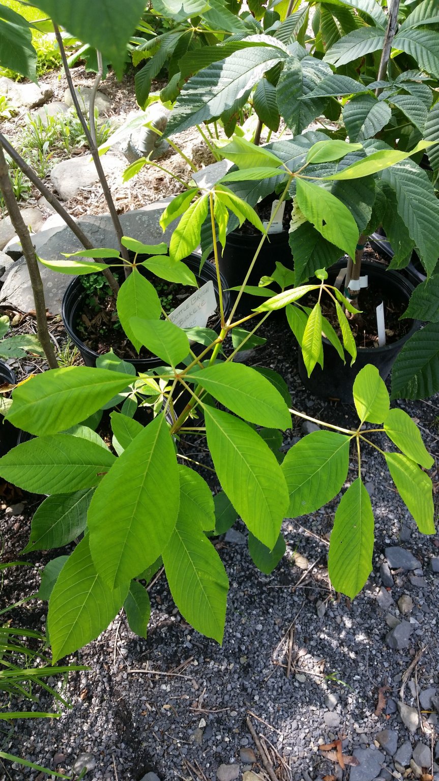 bottle brush buckeye2.jpg