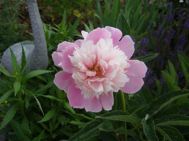bowl of beauty (Small).JPG