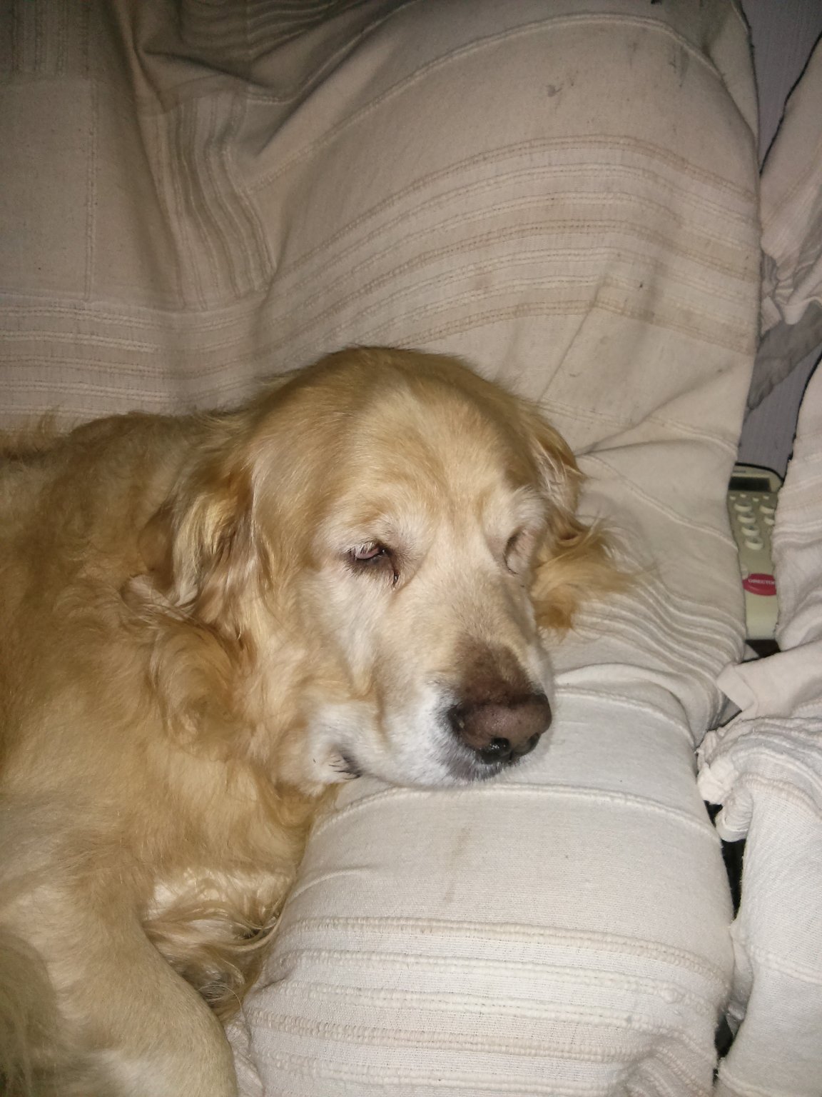 bracken on settee.jpg