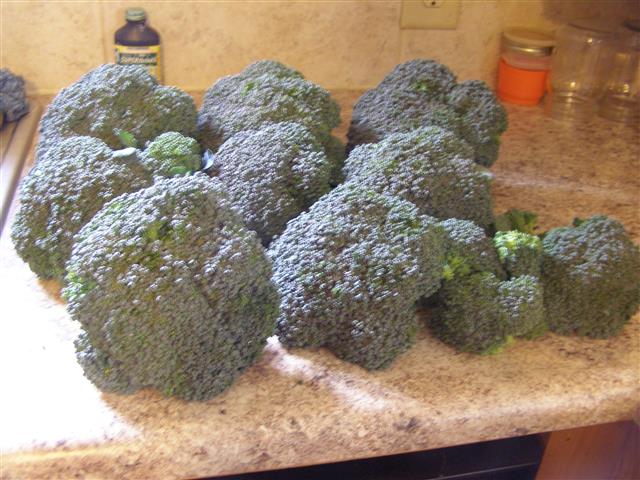 broccoli 002 (Small).JPG