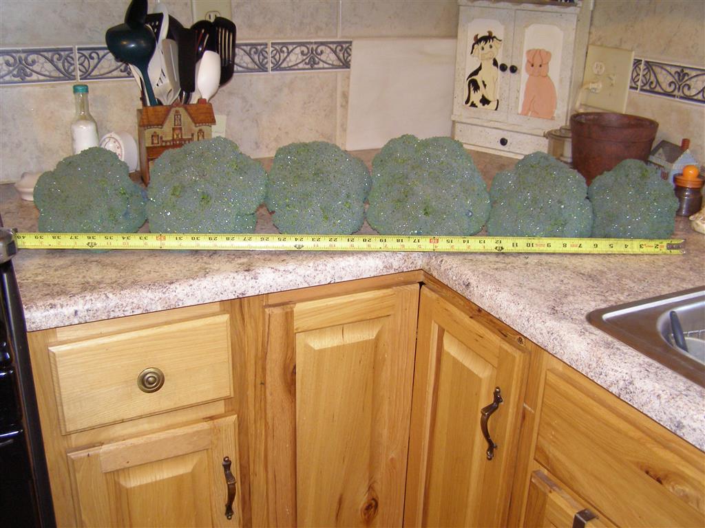 broccoli 008 (Medium).JPG