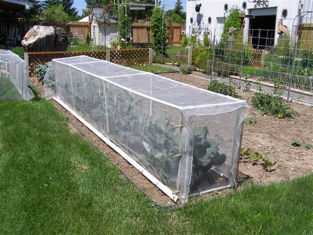 broccoli cage down (Small) (2) (Small).JPG