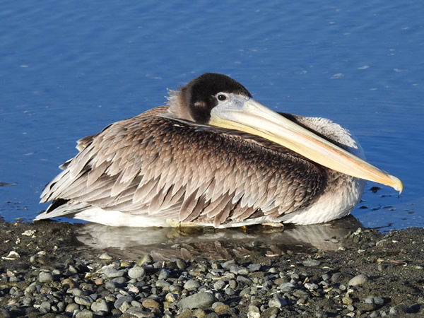 brown pelican.jpg