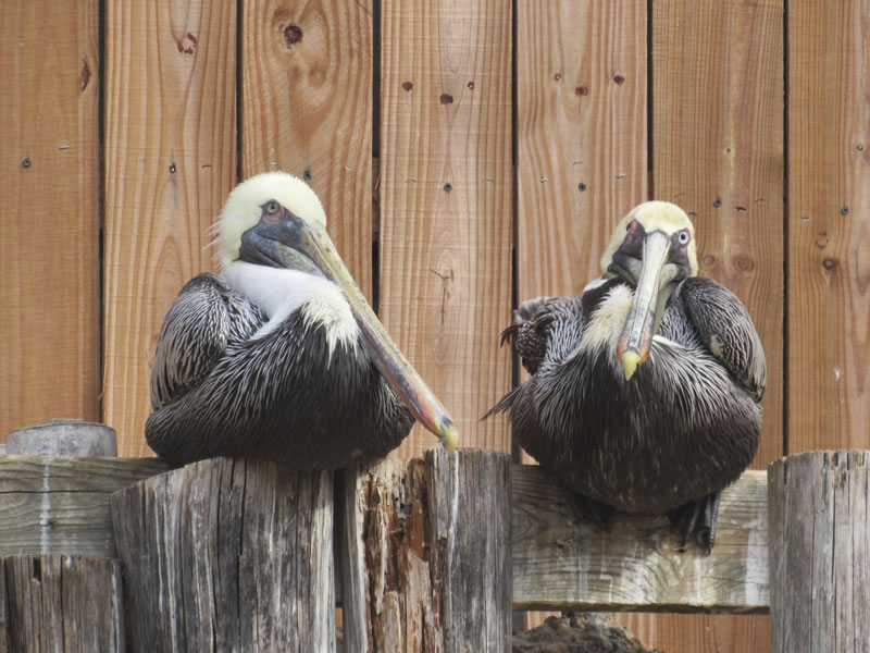 Brown Pelicans.jpg
