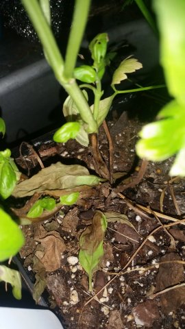 Brown Stem.jpg