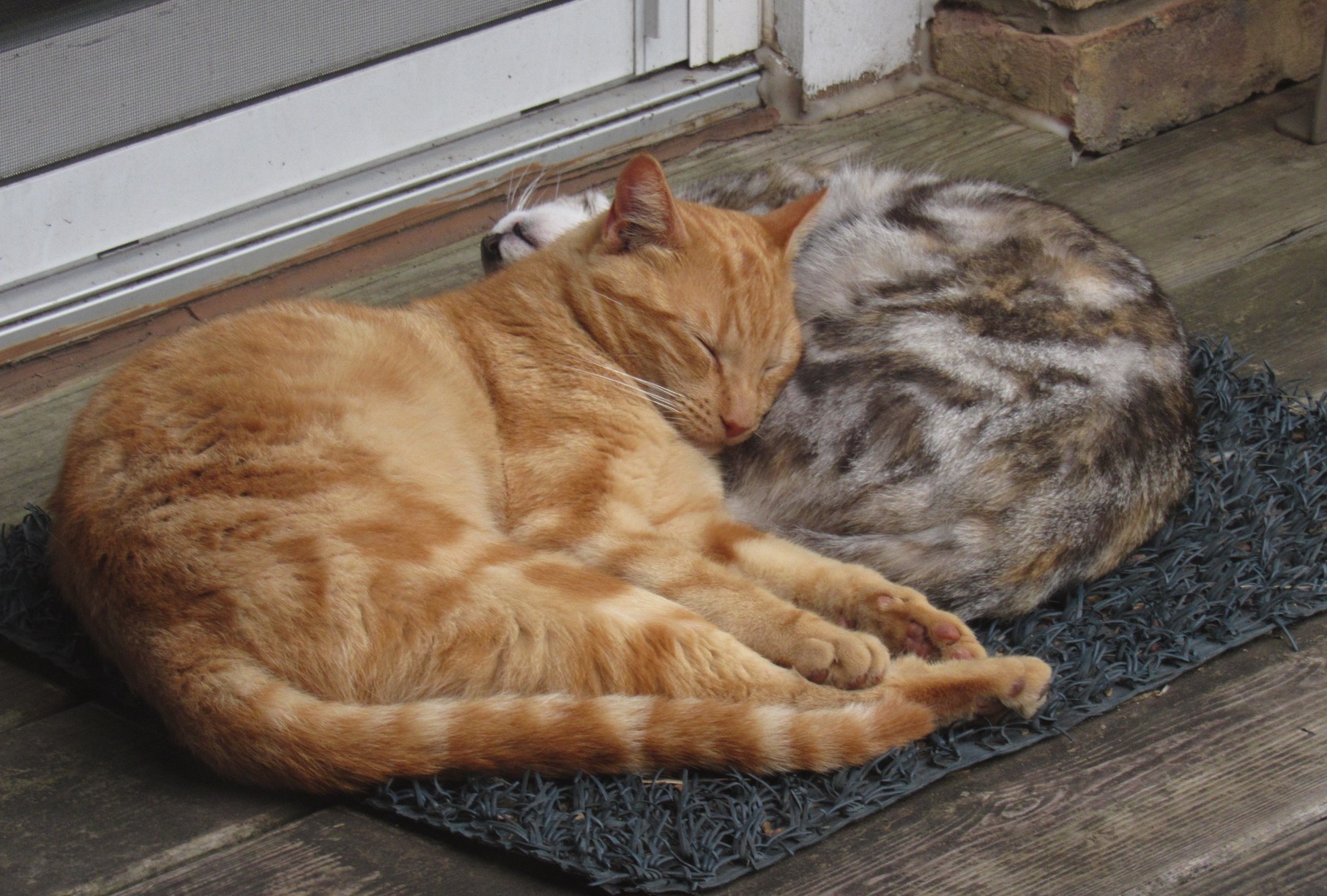 Bud and Sophia napping.jpg