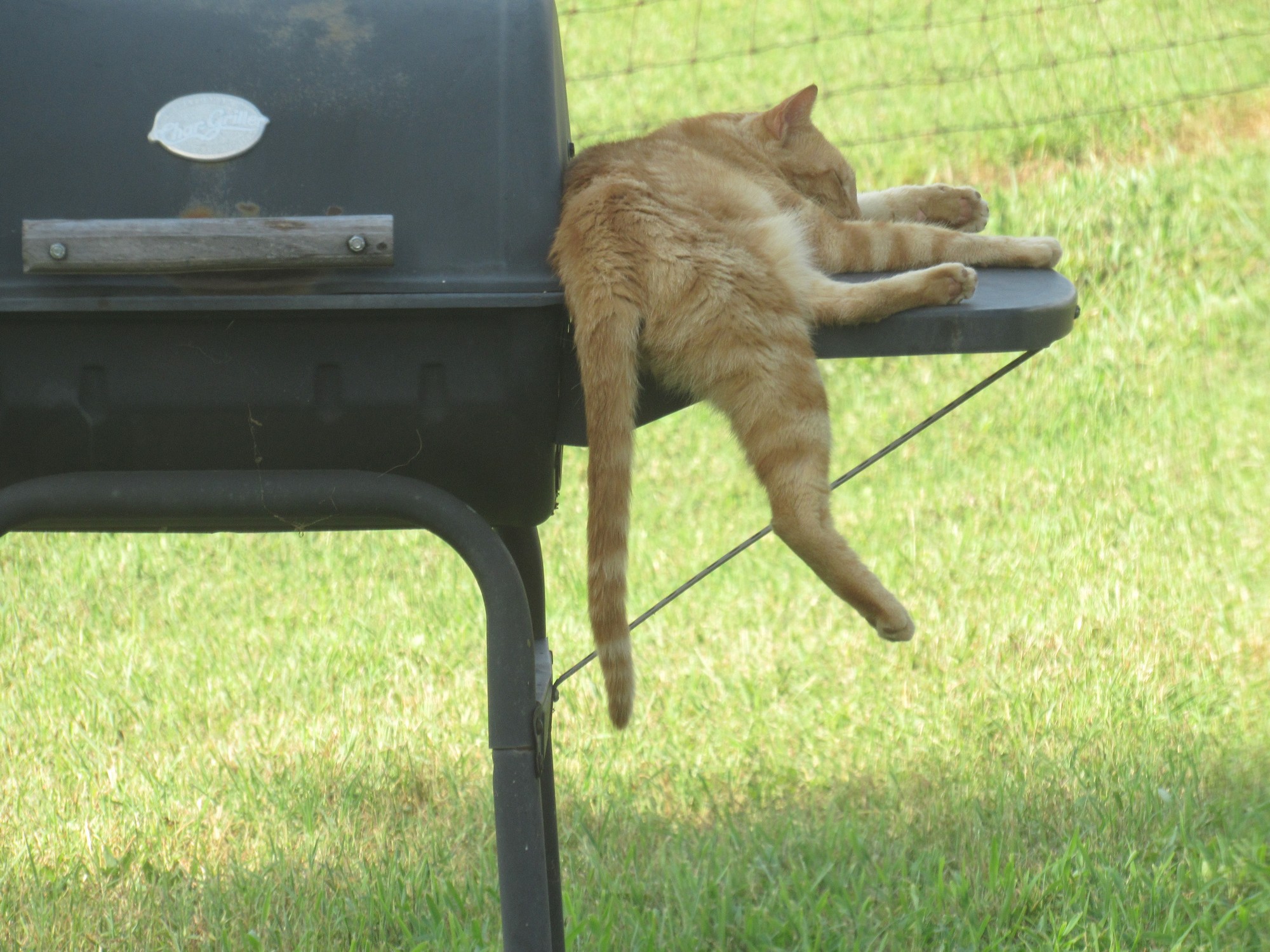 Buddy and gravity.jpg