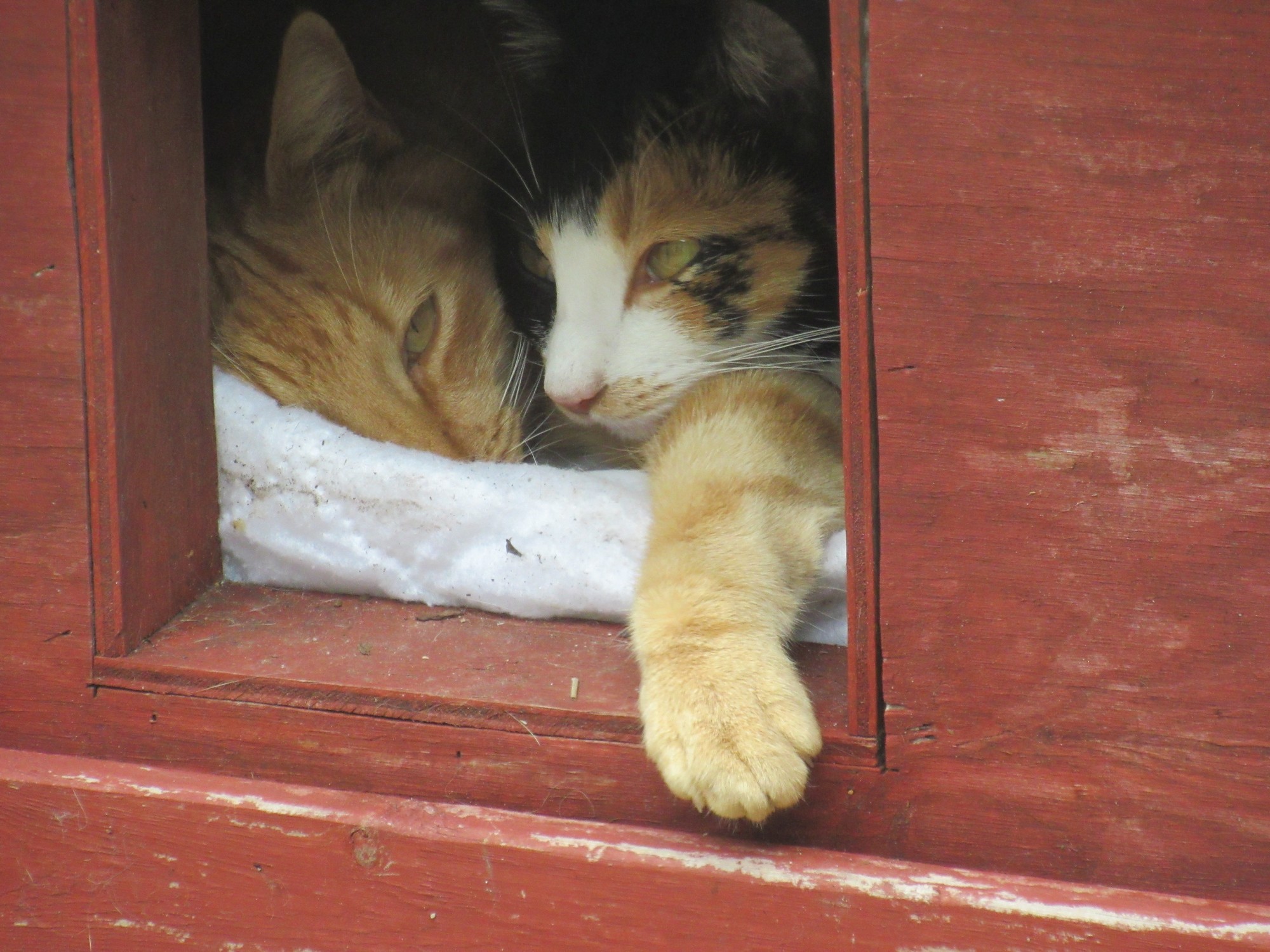 Buddy, Cali almost in shelter.jpg