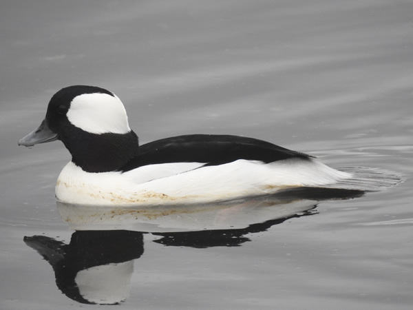 buffle head colors.jpg