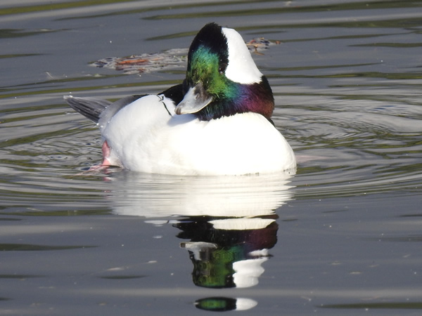 buffle head colors1.jpg