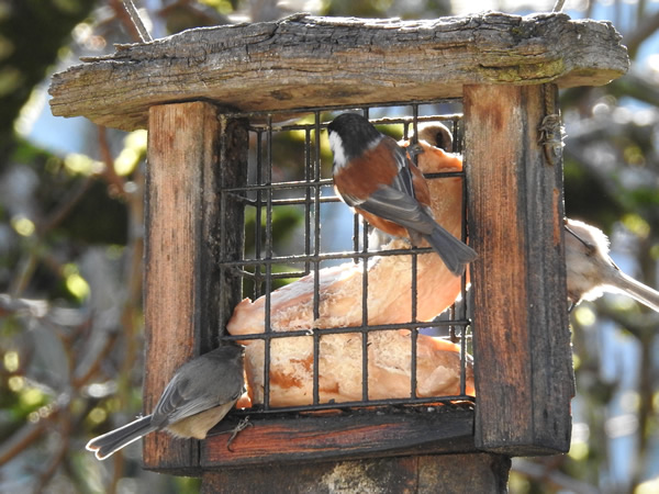 bushtit chickadee.jpg