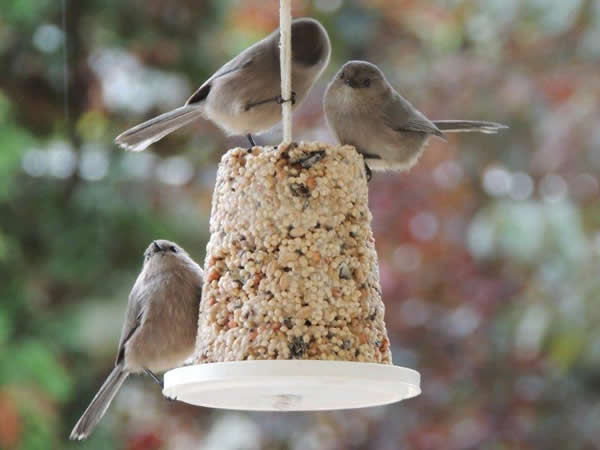 bushtits[1].jpg