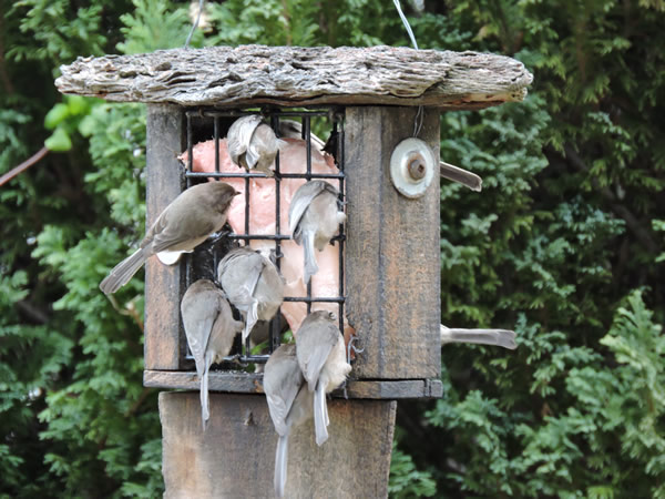 bushtits.jpg