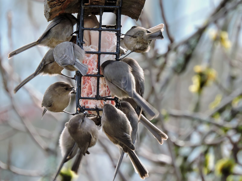 bushtits on suet (3).JPG