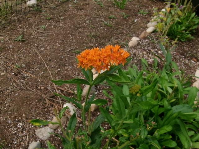 butterfly weed.jpg