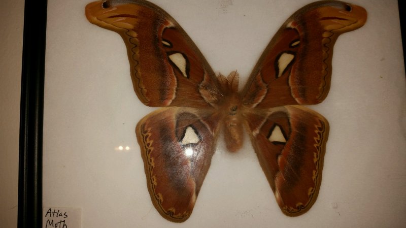 butterfly1.jpg