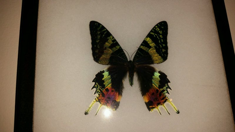 butterfly2.jpg