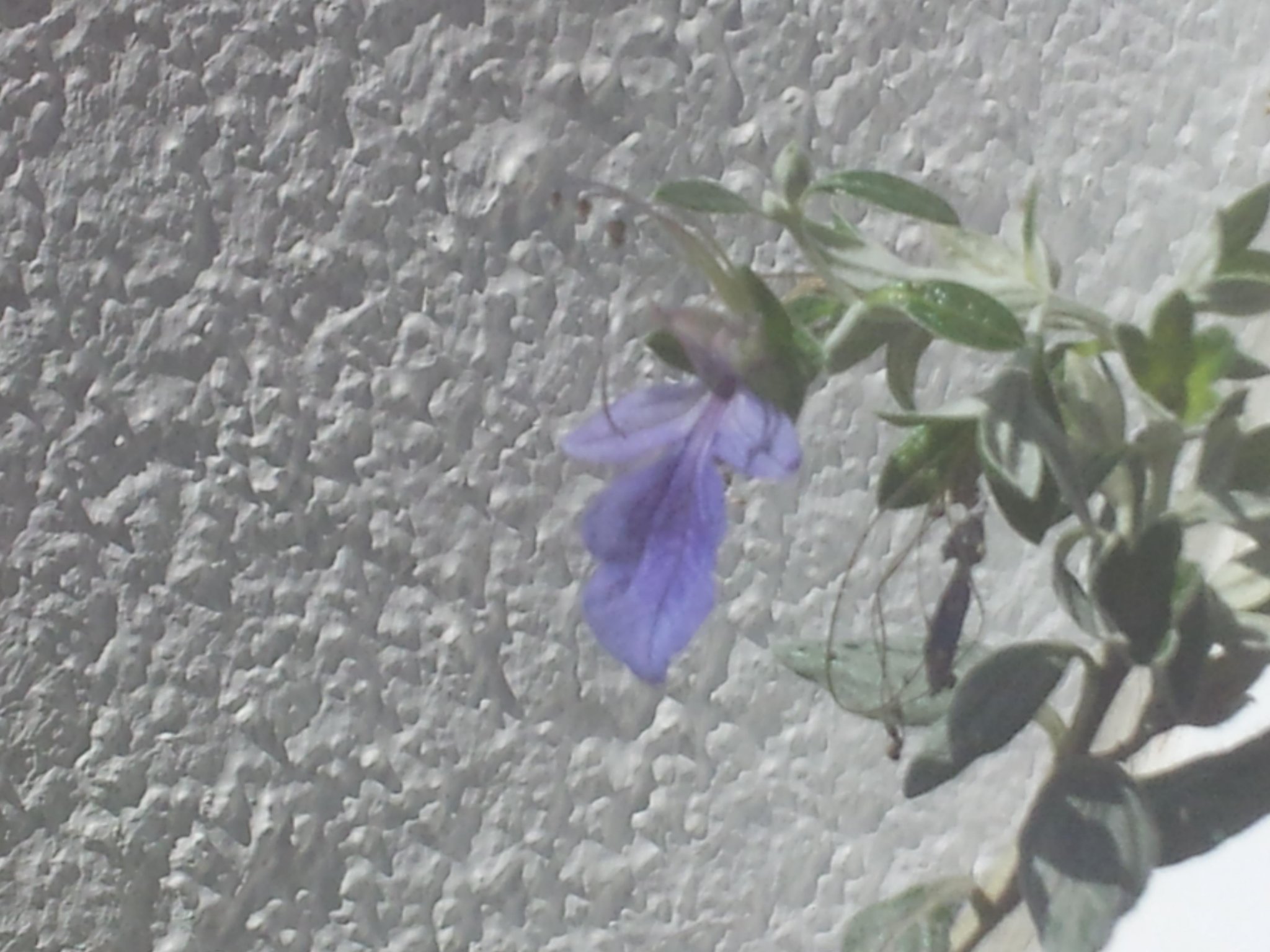 butterflyplant.jpg