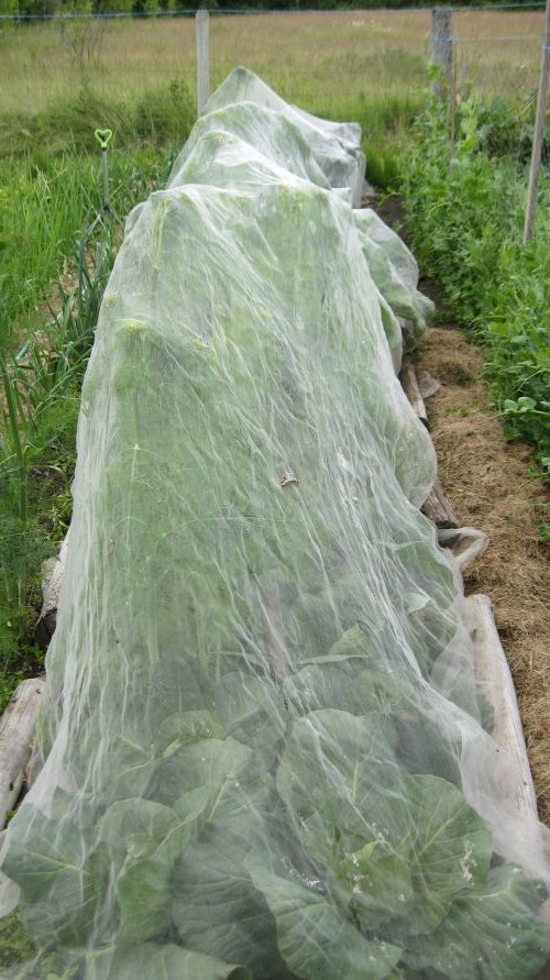 cabbages, broccoli and cauliflower.JPG
