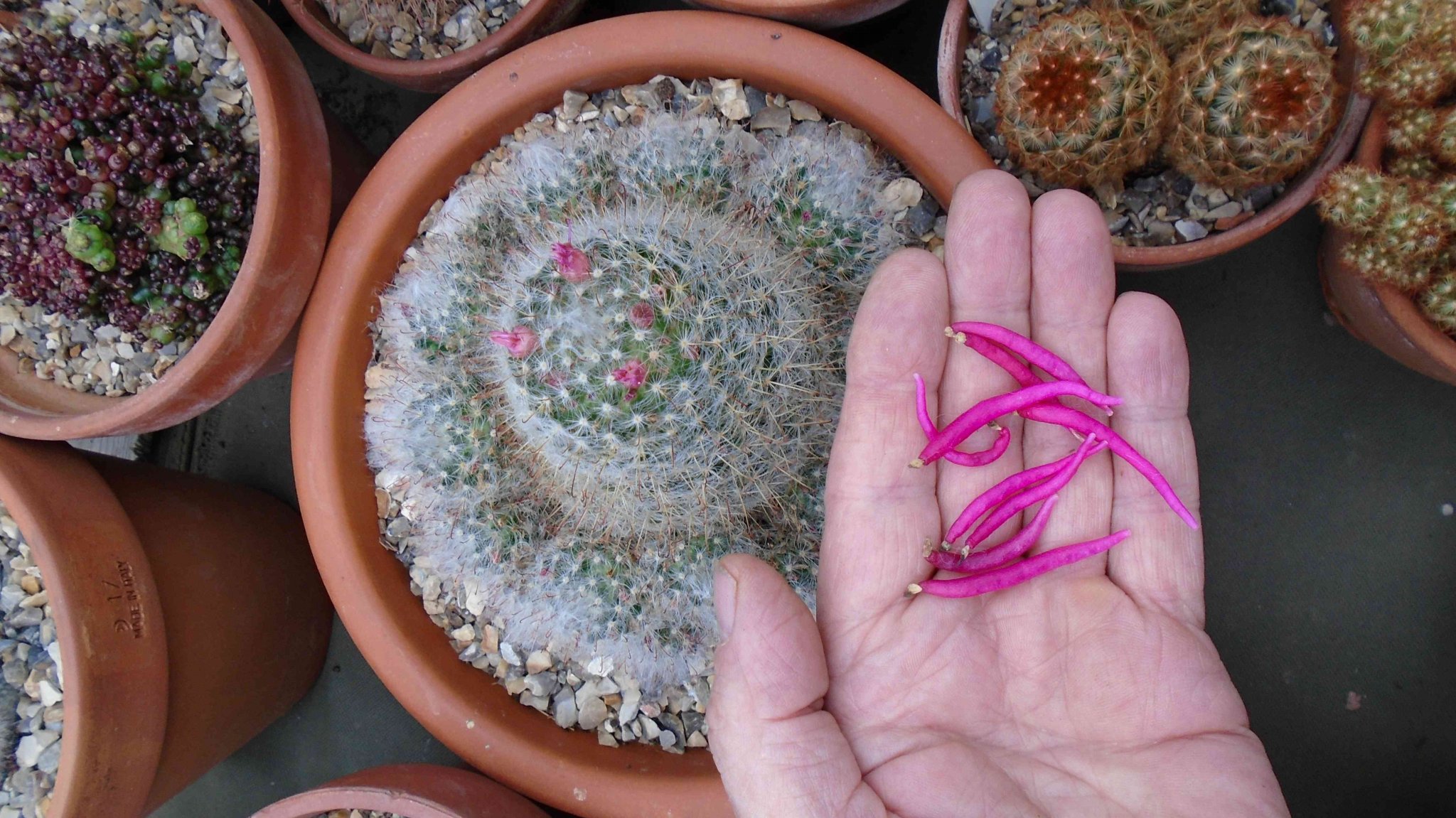#cactus shop kent uk.jpg