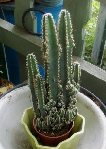 Cactus2.JPG