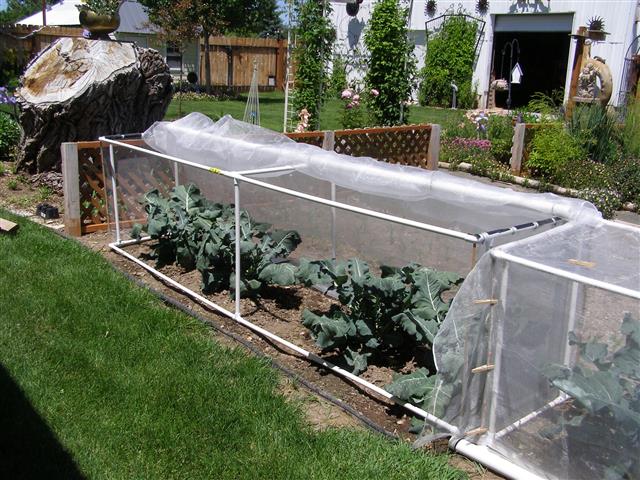 cage and screen for broccoli (Small).JPG