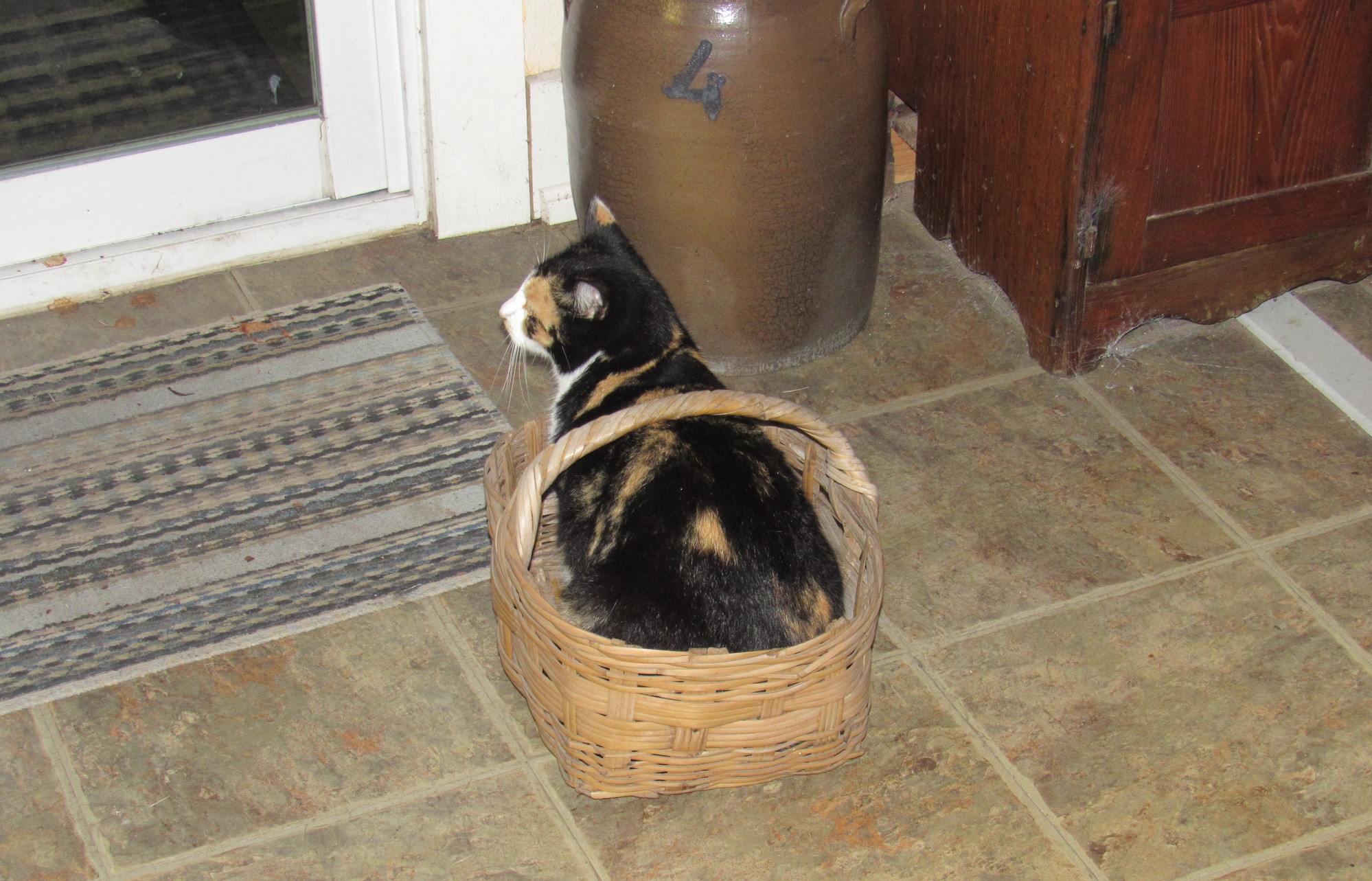 Cali in basket.jpg