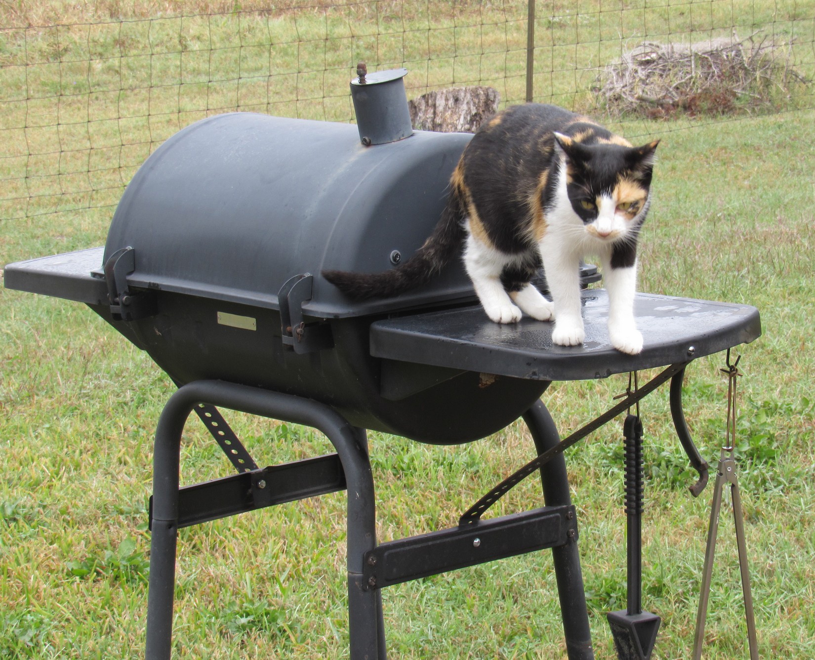 Cali on grill.jpg
