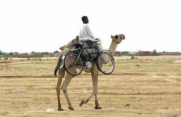Camal.jpg