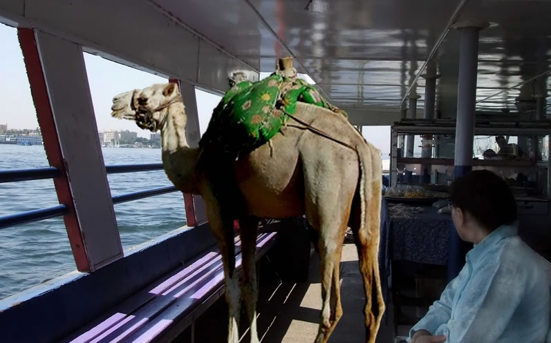 Camel on Ferry Merged Layers jpeg cropped 3.jpg