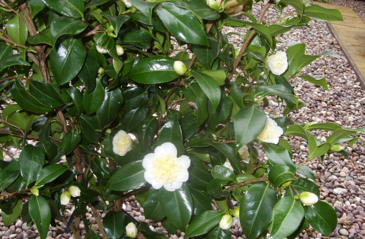 camellia 1 (2).jpg