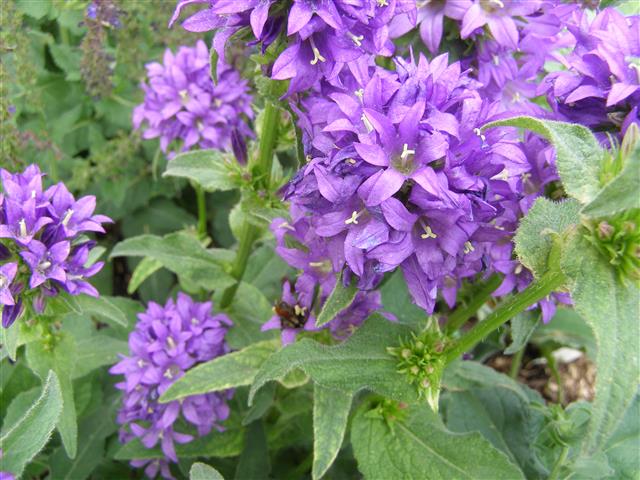 Campanula glomerata 'Superba' with bee (Small).JPG