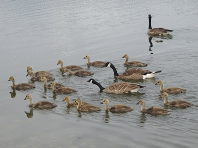 Canada geese families.jpg