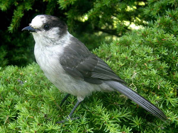 Canada jay.jpg