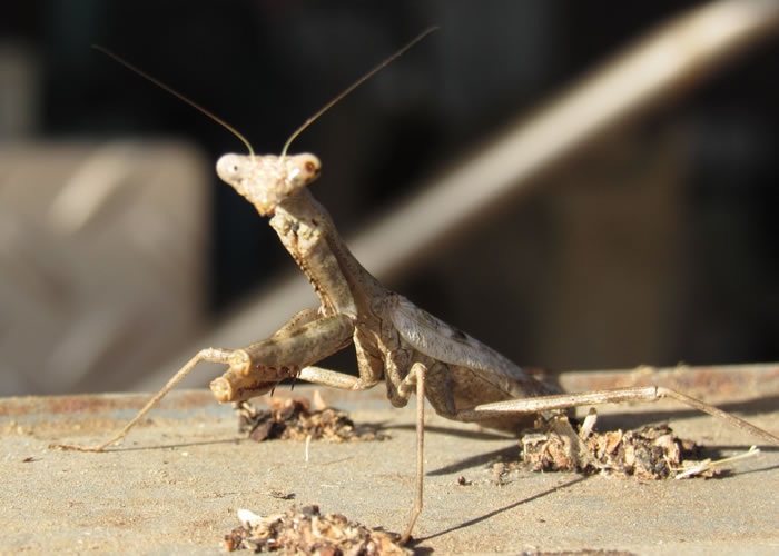 caption mantis.jpg