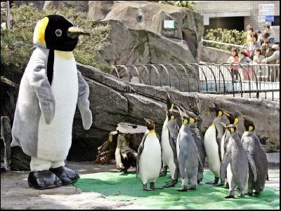 caption penguin2_zpsdgzbxfku.jpg