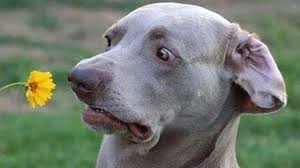 caption shocked dog_zpsqrhhfgwq.jpg