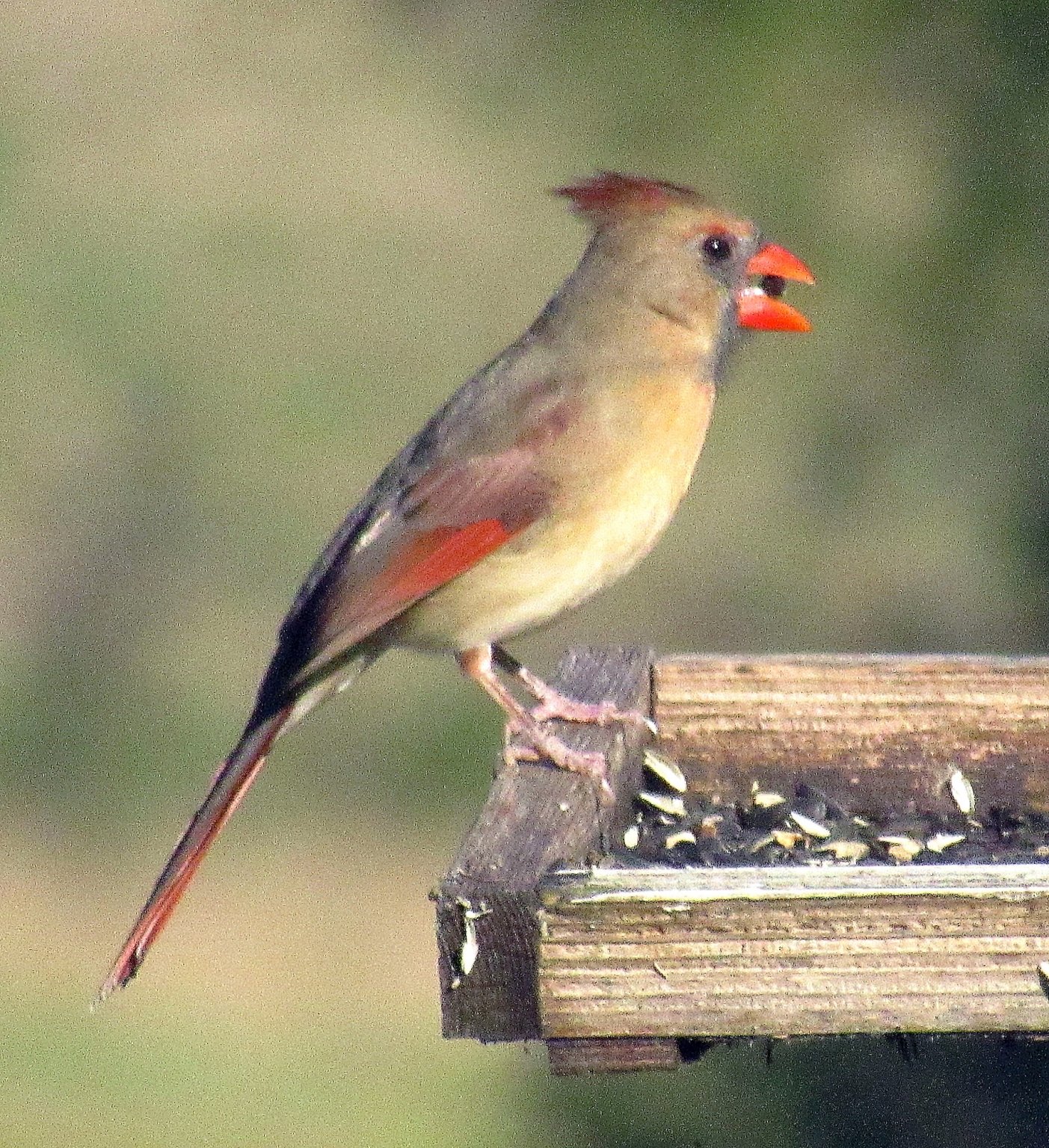 Cardinal 2.jpg