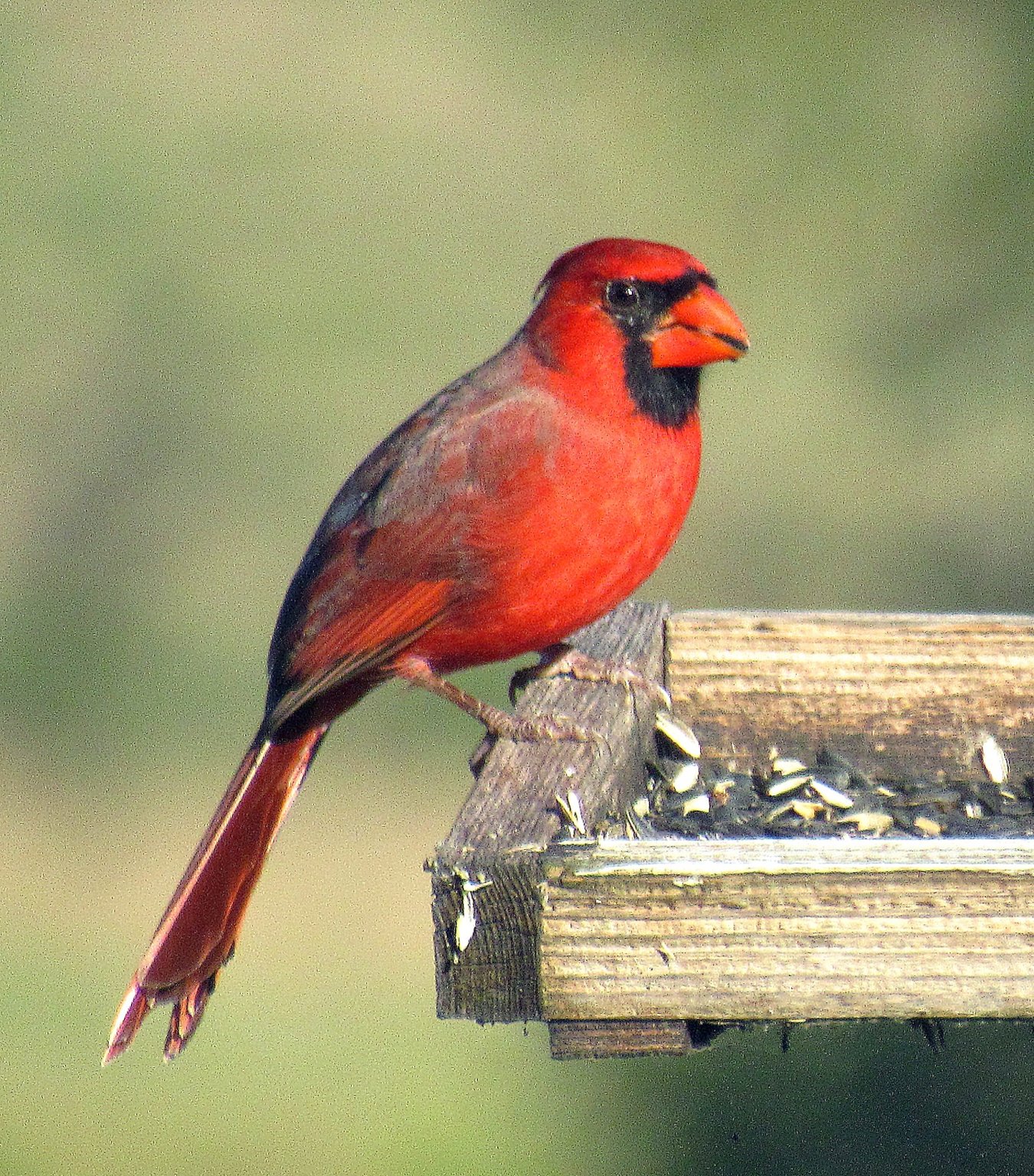 Cardinal 6.jpg