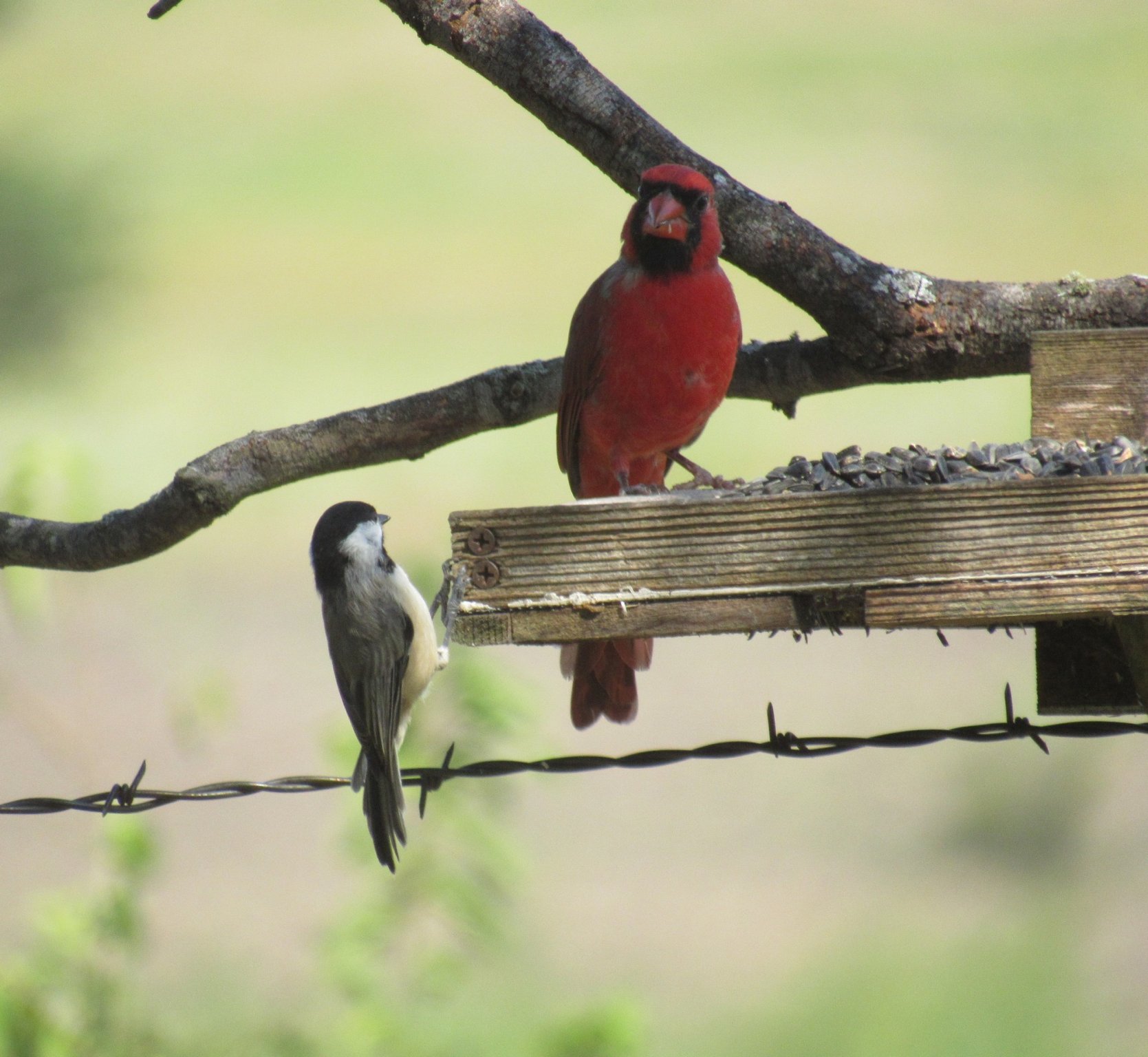 cardinal and chickadee.jpg