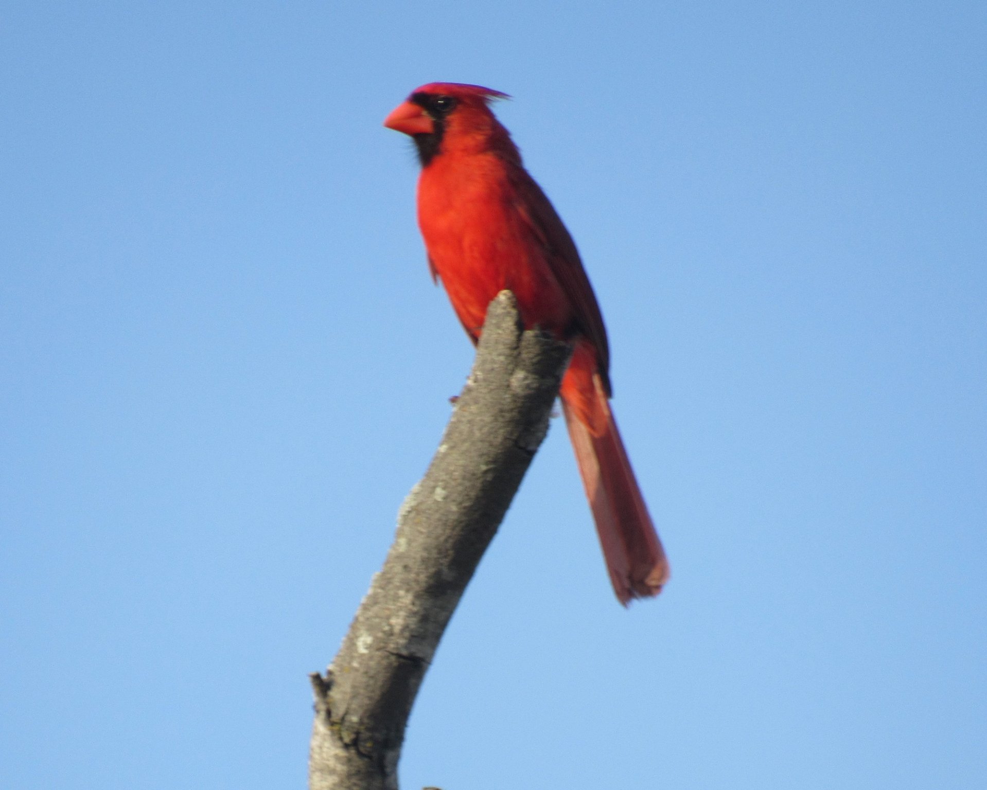 Cardinal.jpg