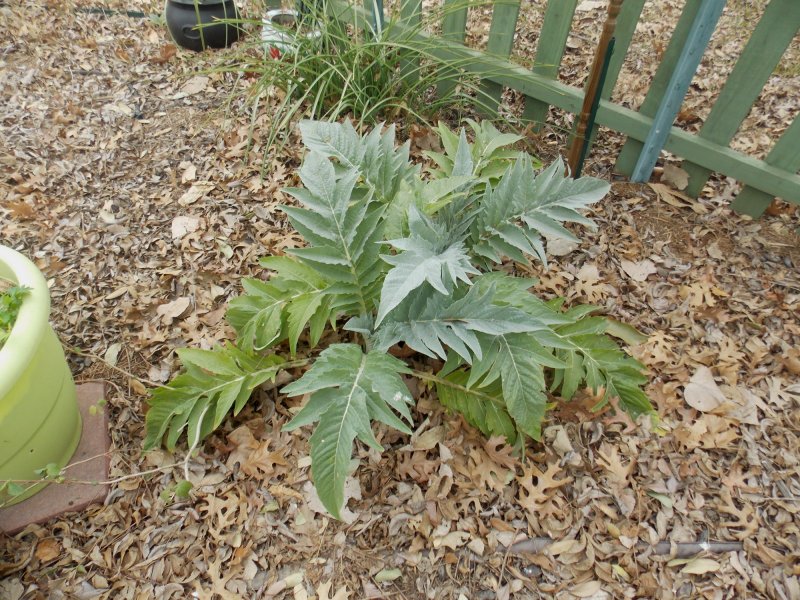 Cardoon.JPG